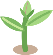 Plante bébé